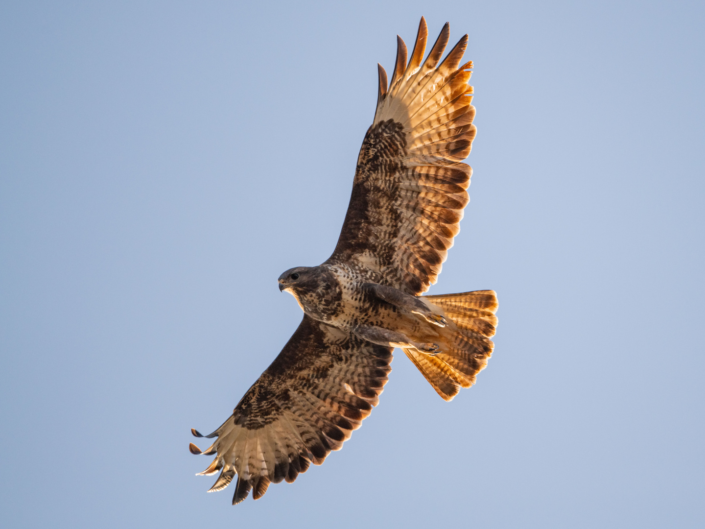 Mäusebussard