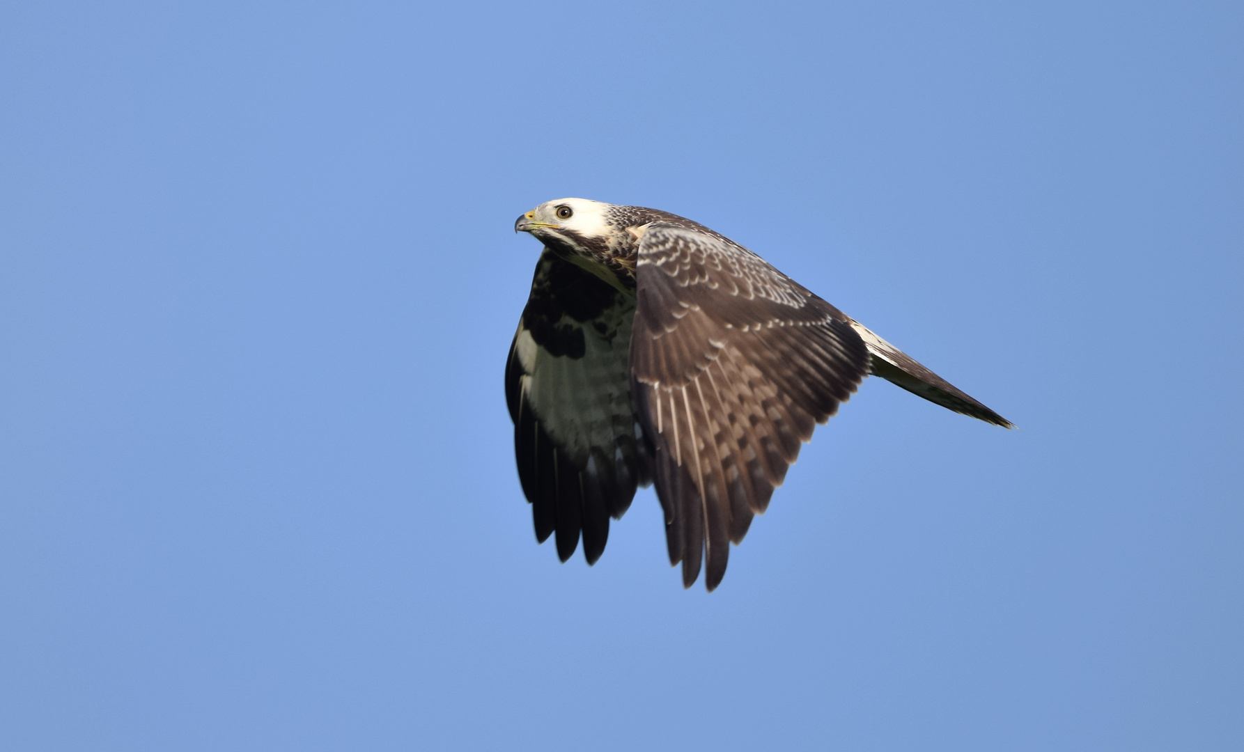 Mäusebussard