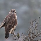 Mäusebussard chillt