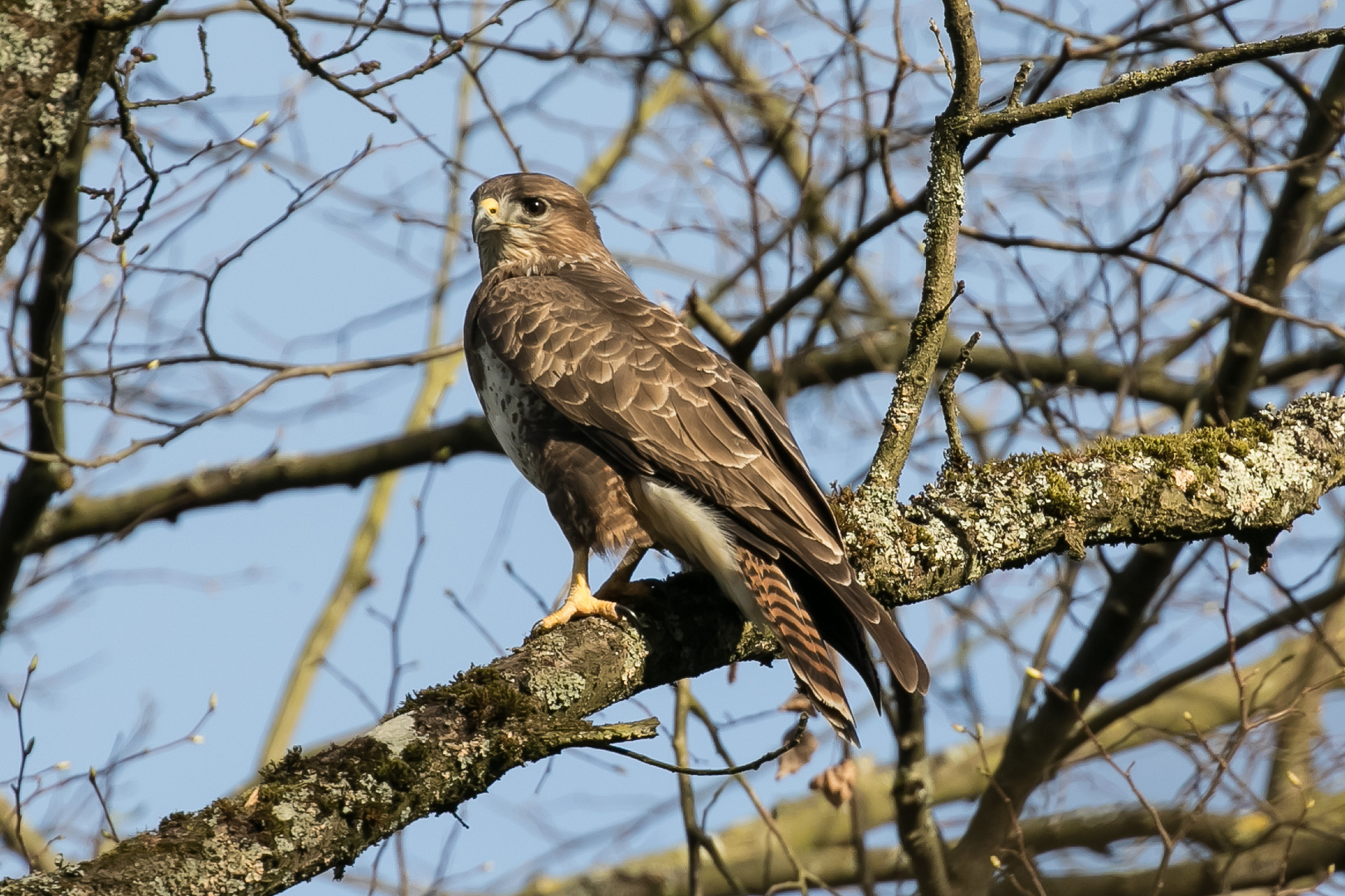 Mäusebussard Common Buzzard