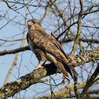 Mäusebussard Common Buzzard