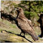 - Mäusebussard D - (Buteo buteo)