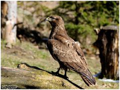 - Mäusebussard D - (Buteo buteo)