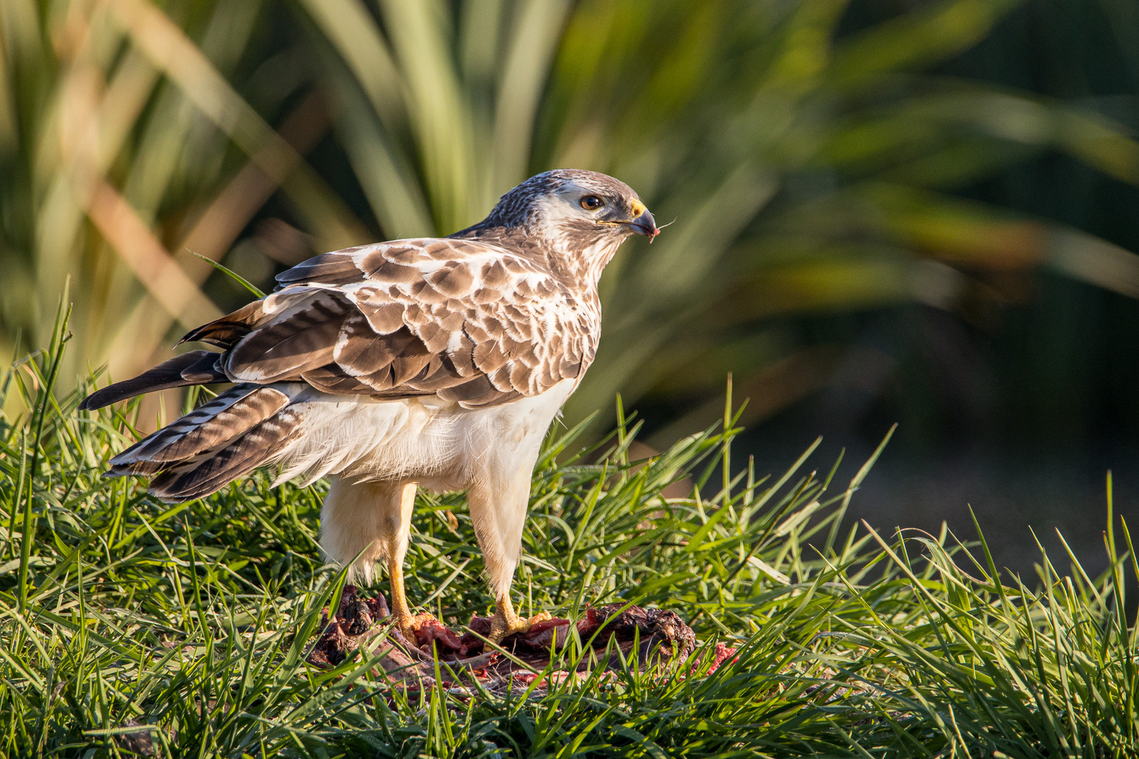 Mäusebussard