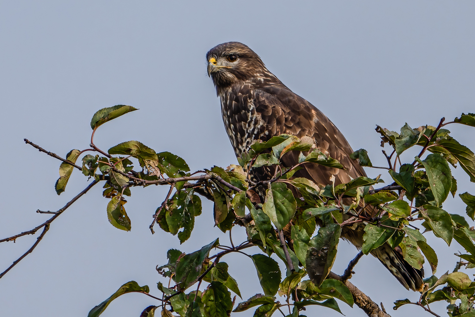 Mäusebussard