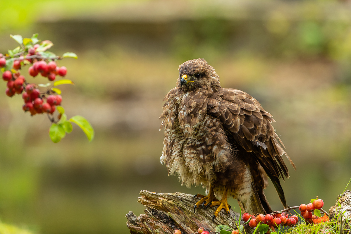 Mäusebussard