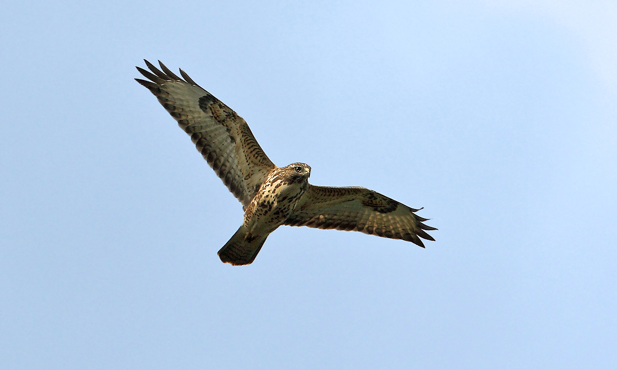 Mäusebussard