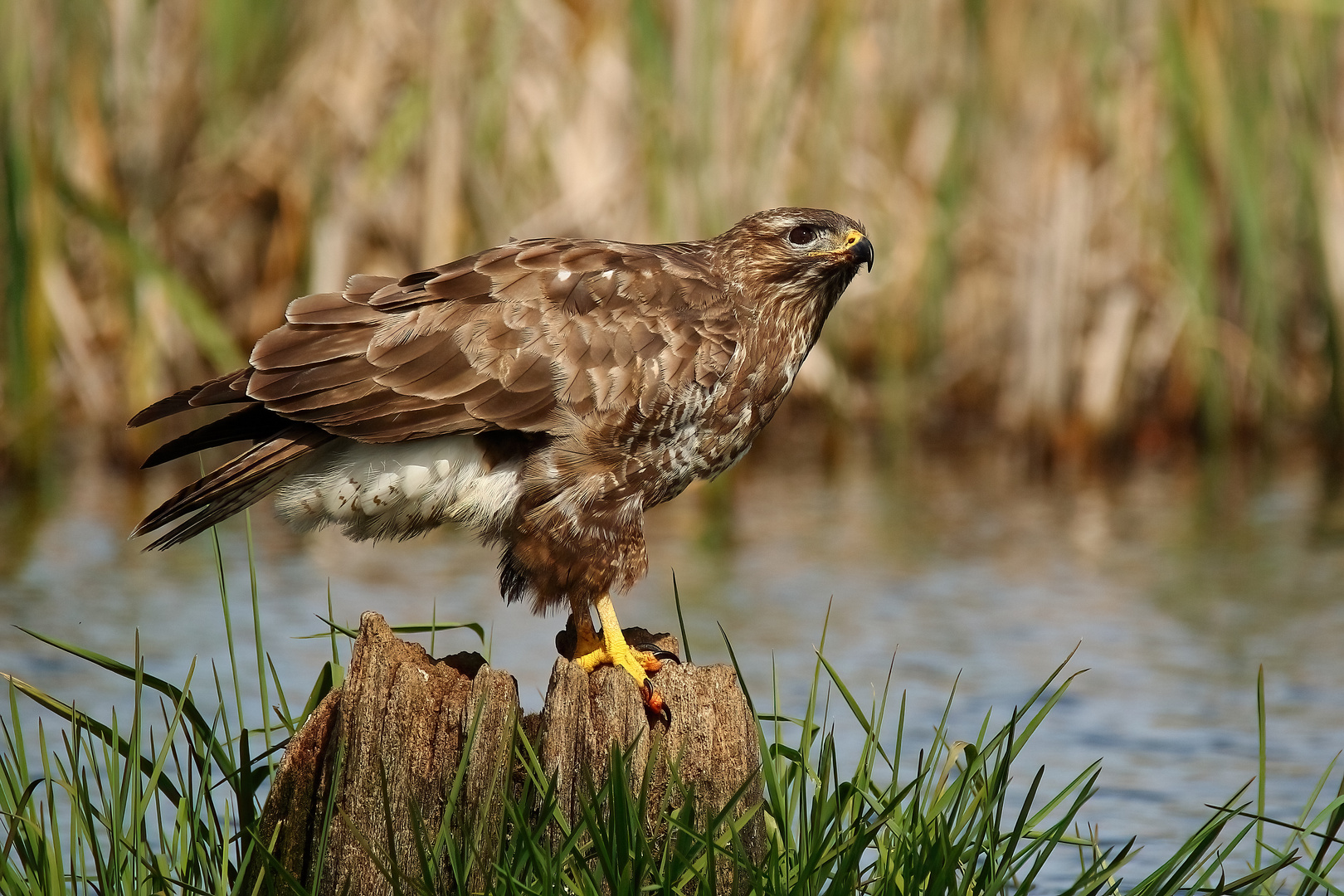 Mäusebussard