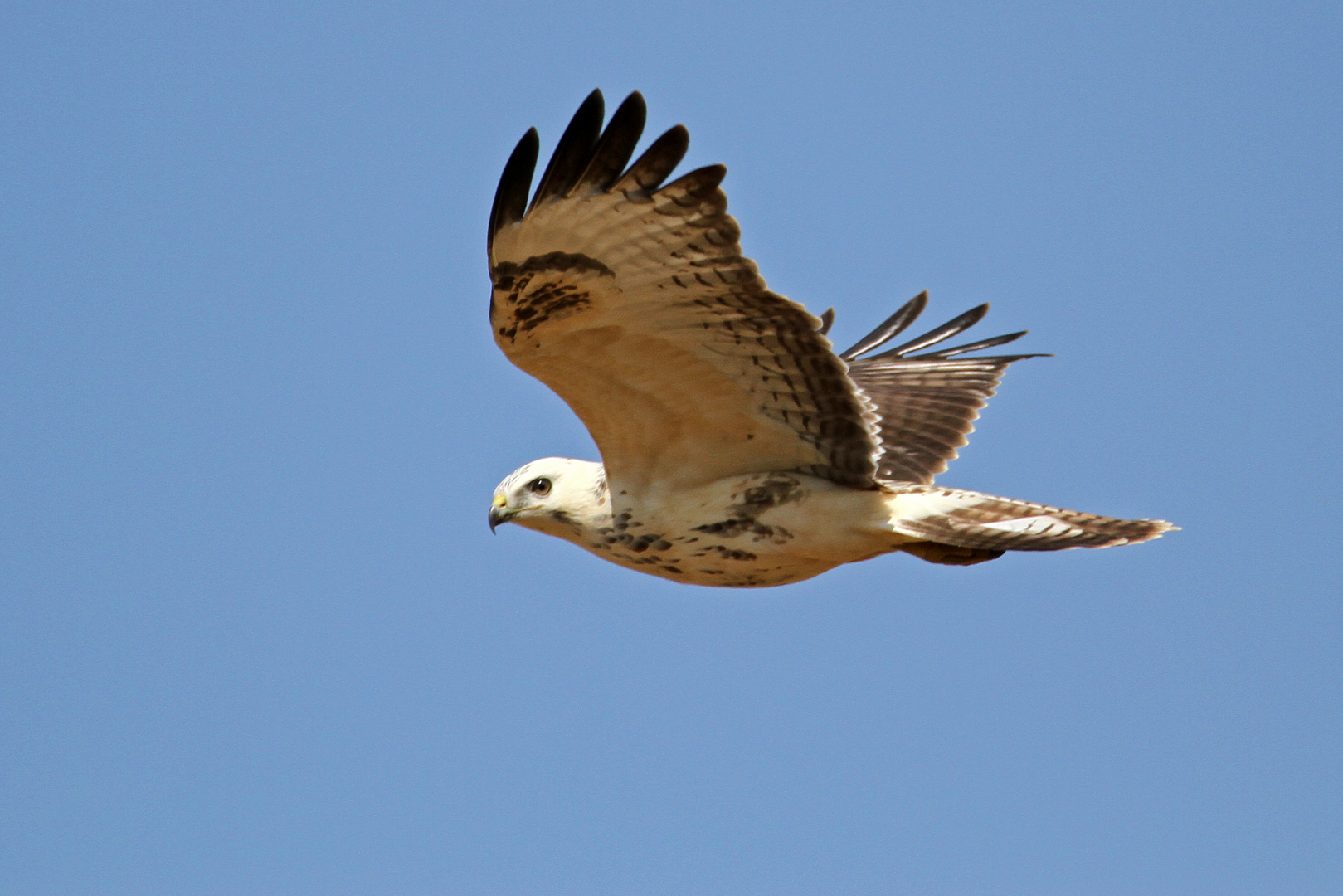 Mäusebussard, 