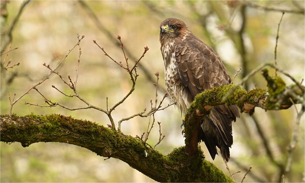 Mäusebussard