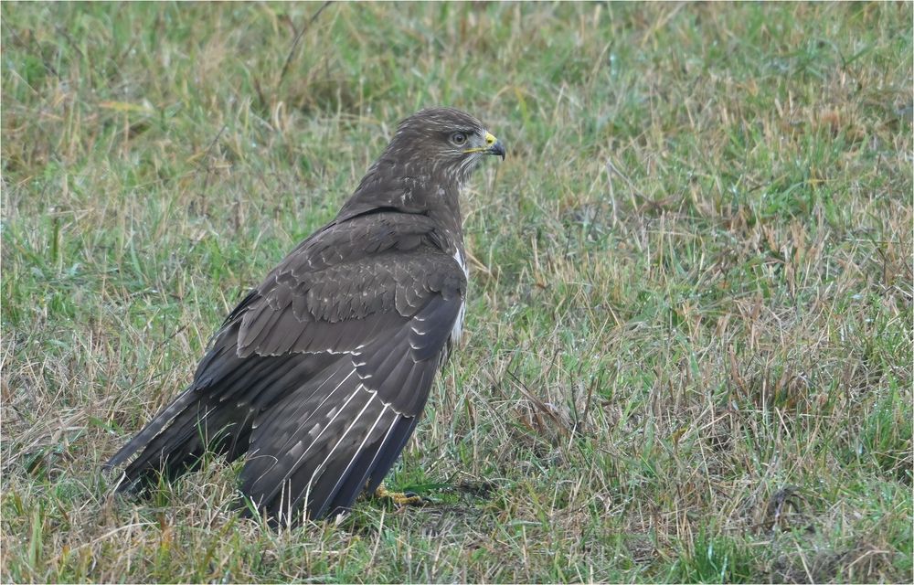 Mäusebussard