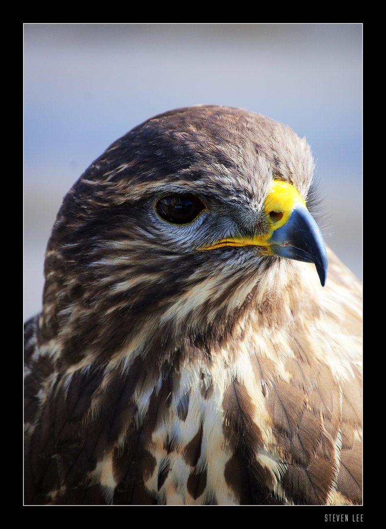 Mäusebussard