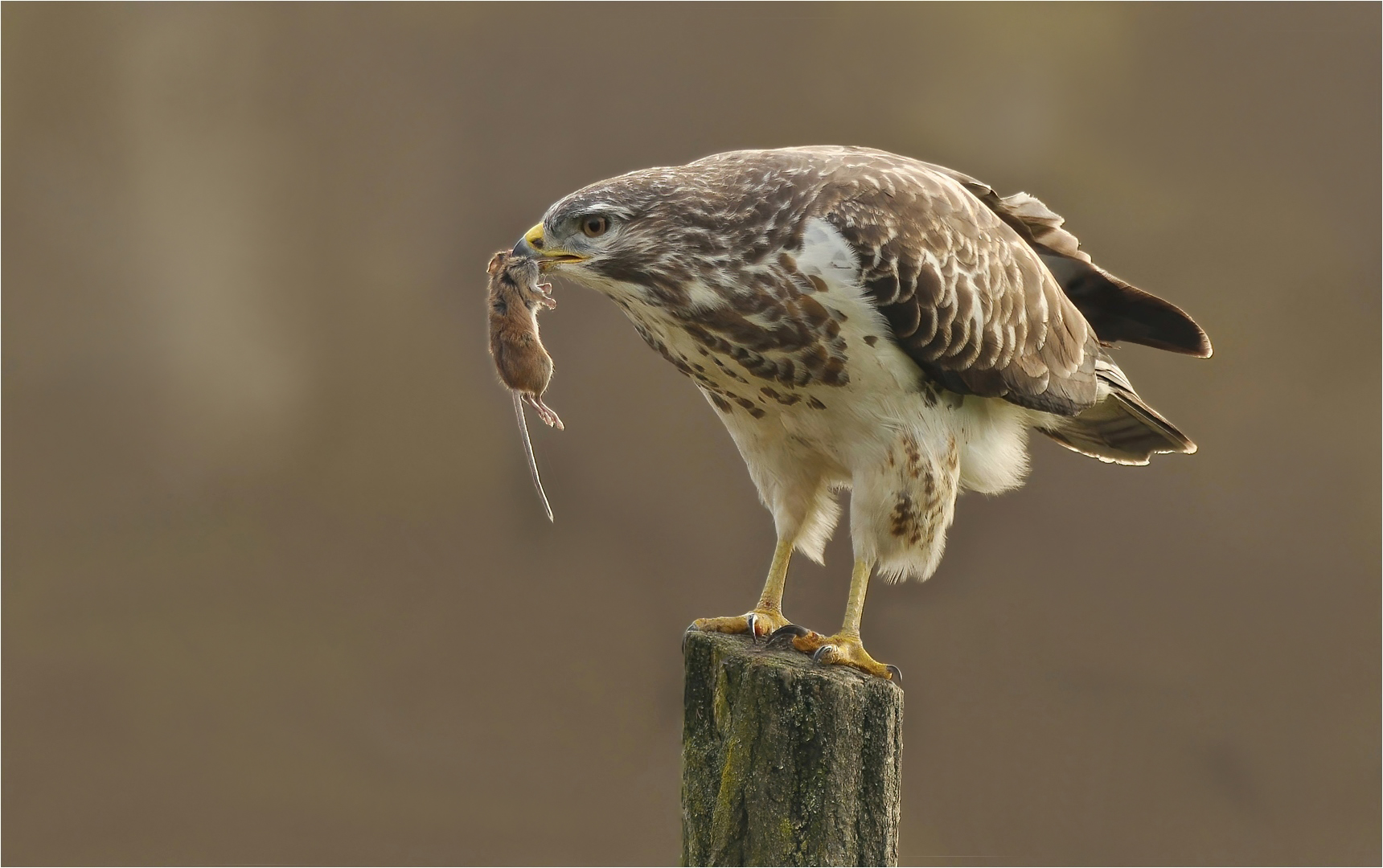 Mäusebussard