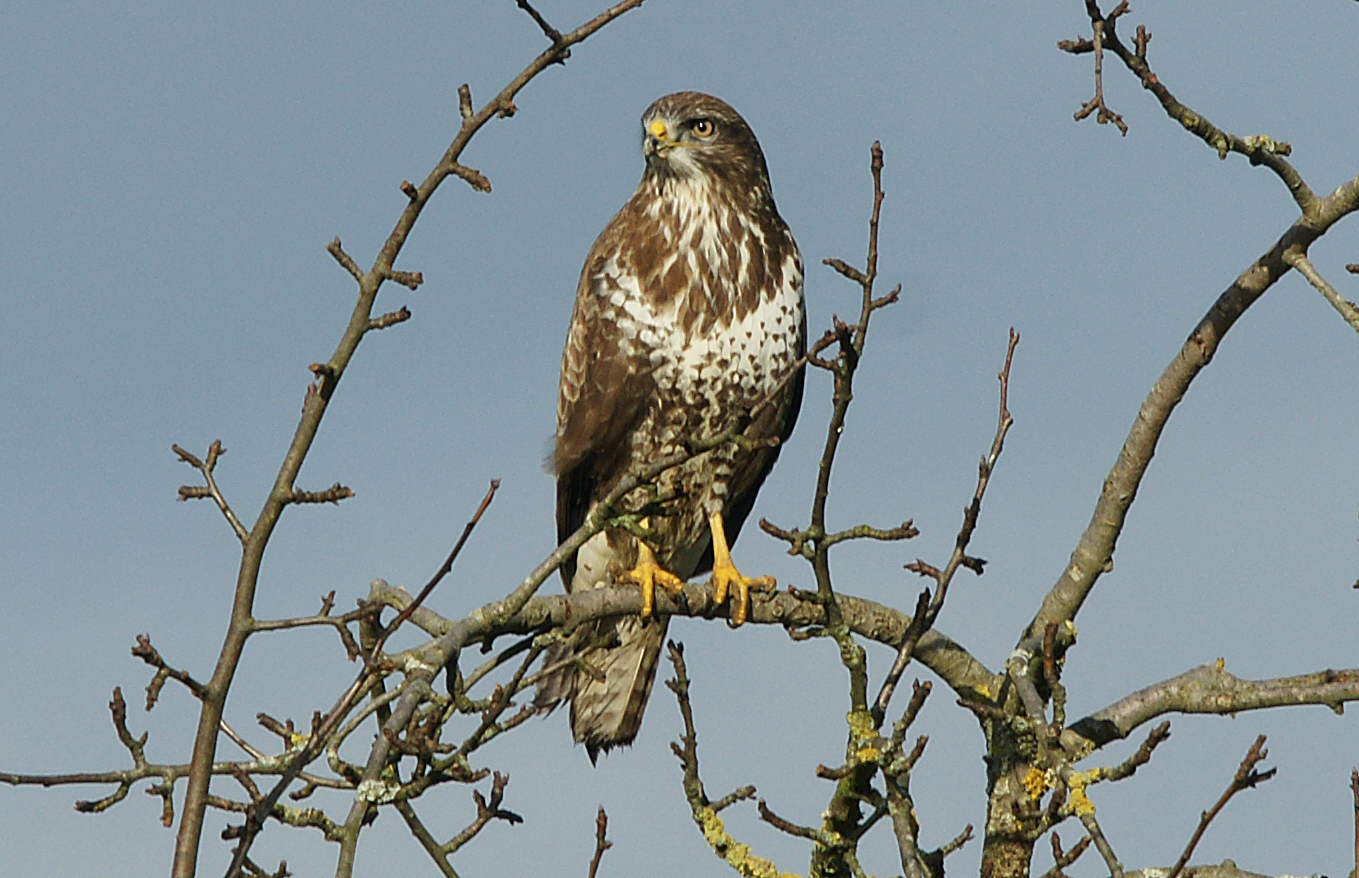 Mäusebussard