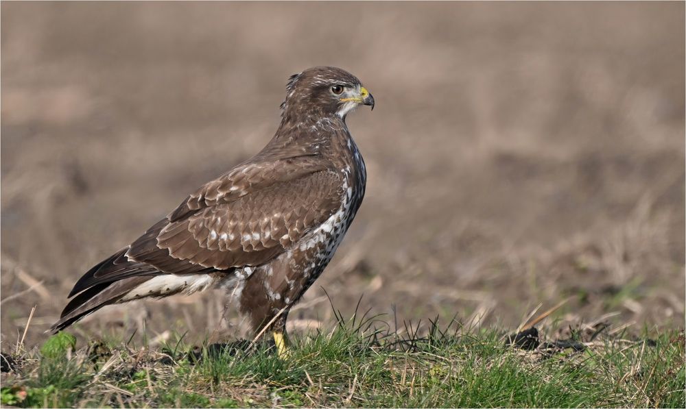 Mäusebussard