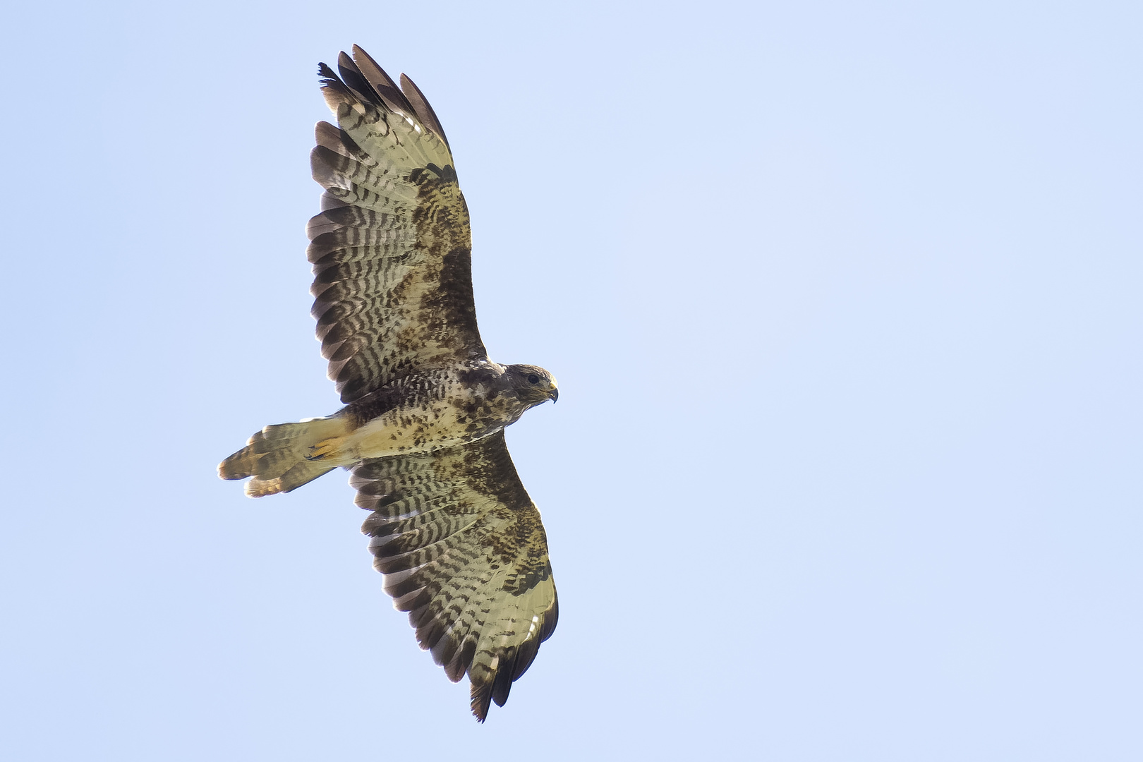 Mäusebussard