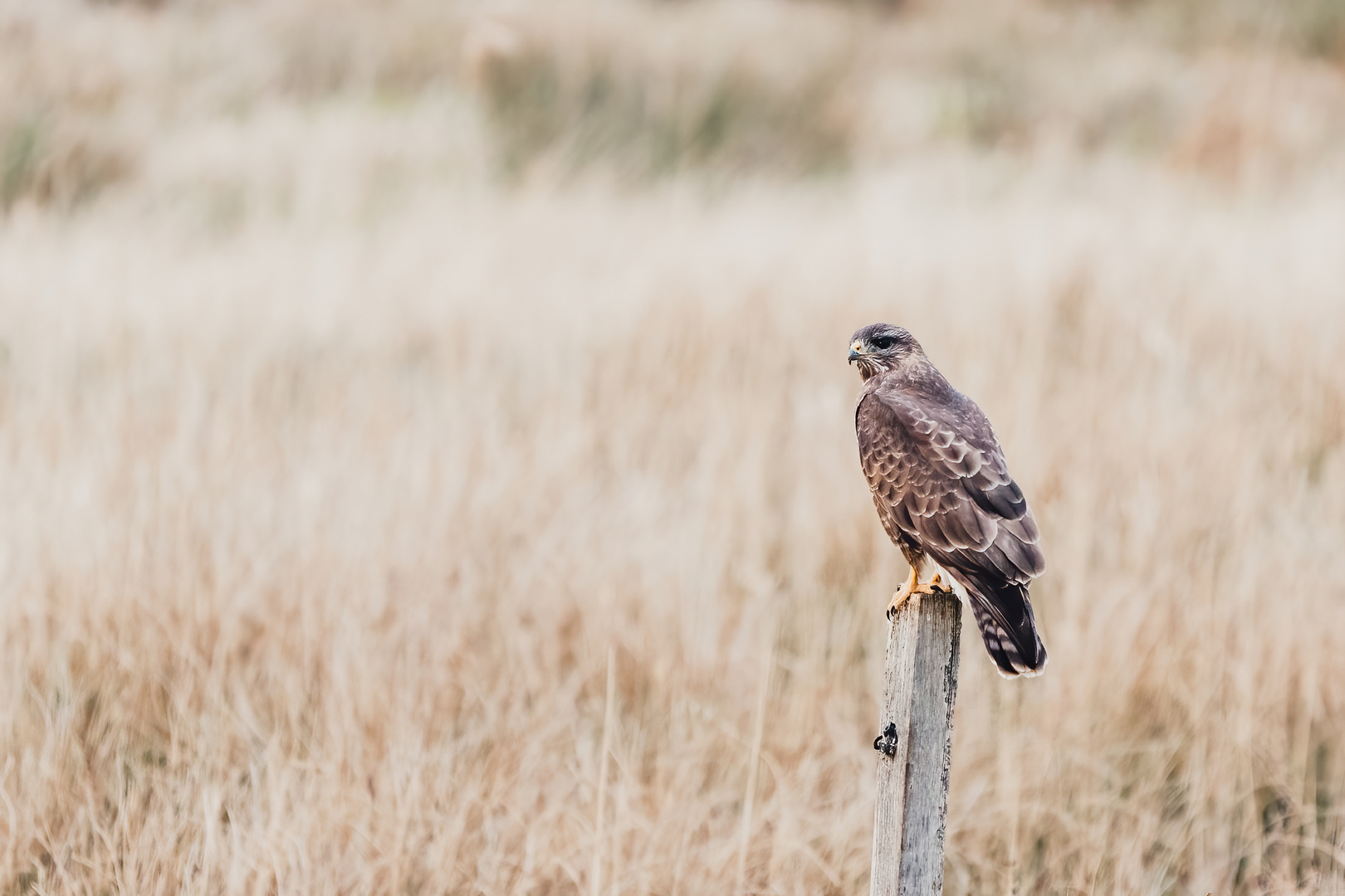 Mäusebussard