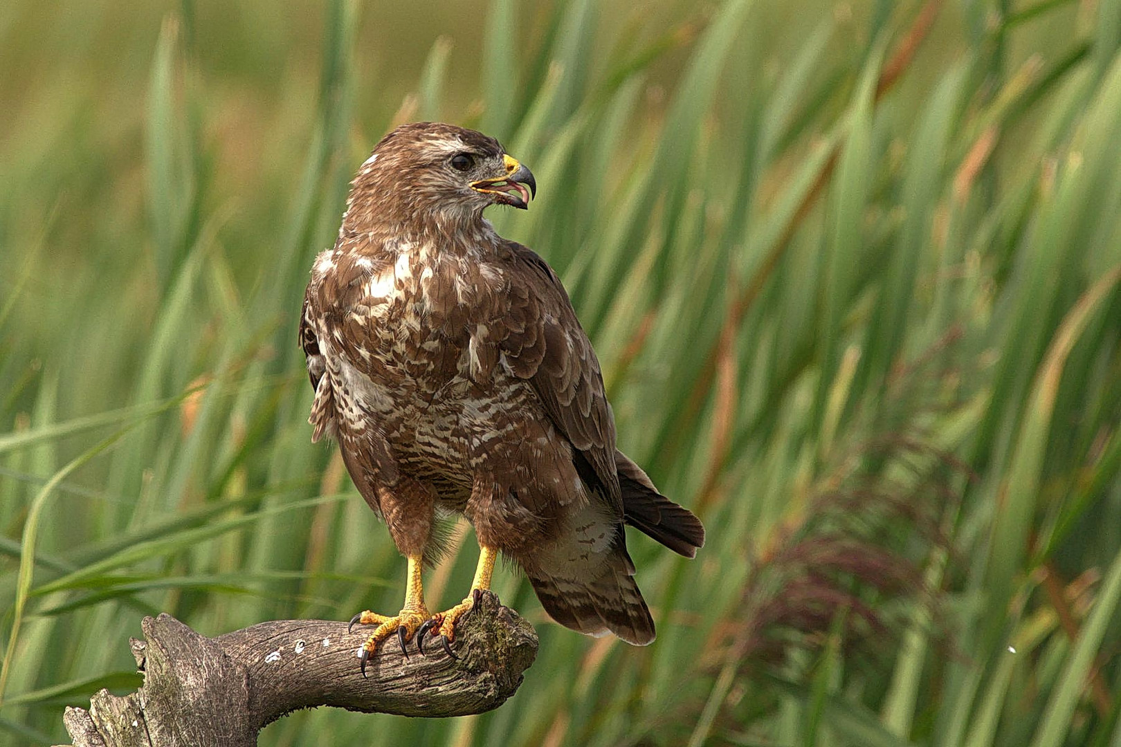 Mäusebussard