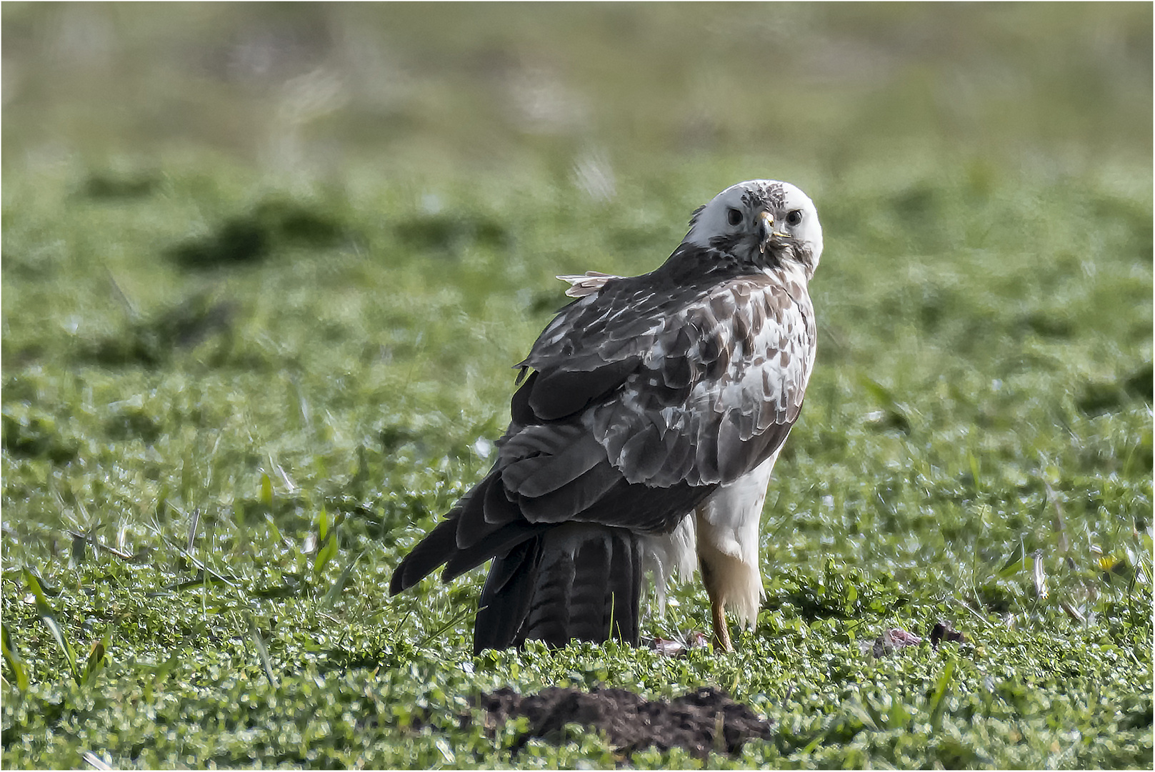 Mäusebussard