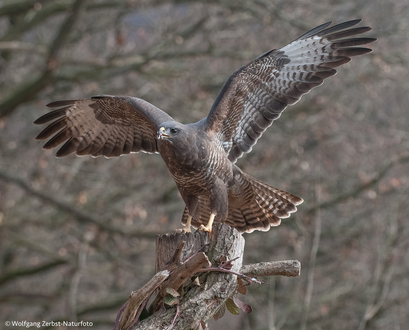                        -- Mäusebussard -