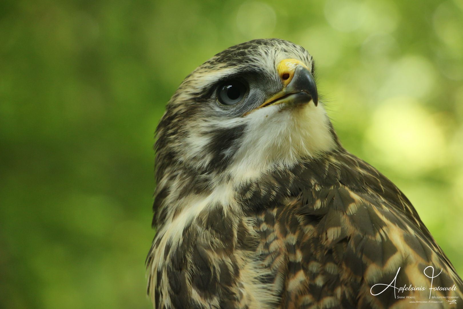 Mäusebussard