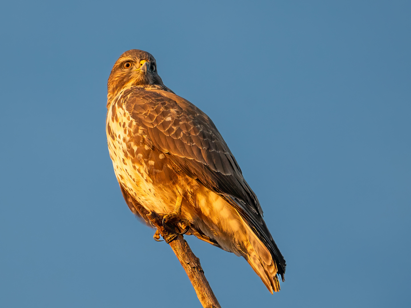 Mäusebussard