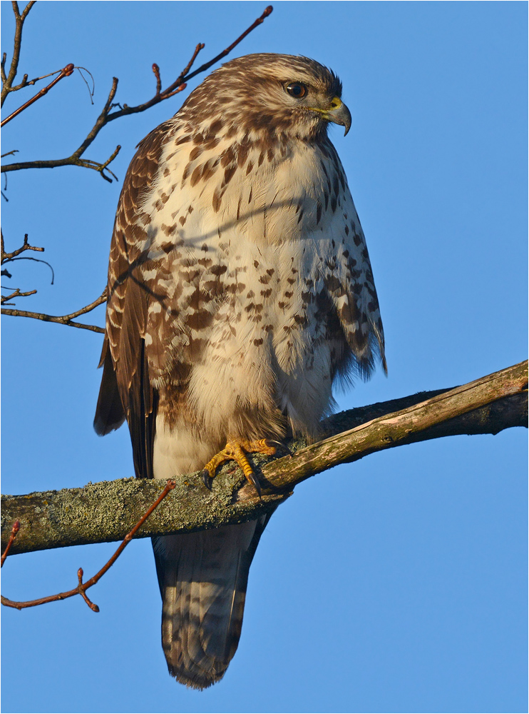 Mäusebussard