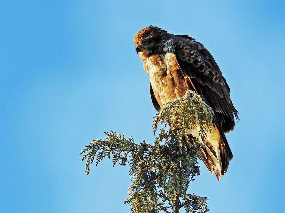 Mäusebussard