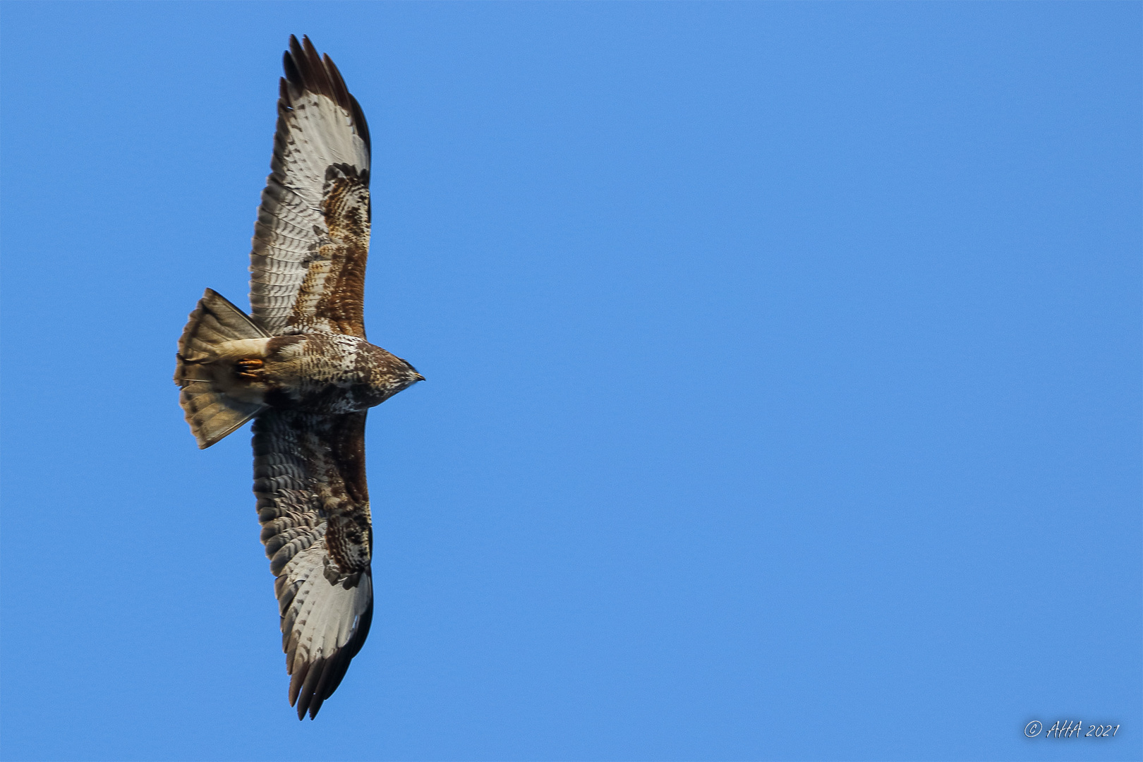 Mäusebussard