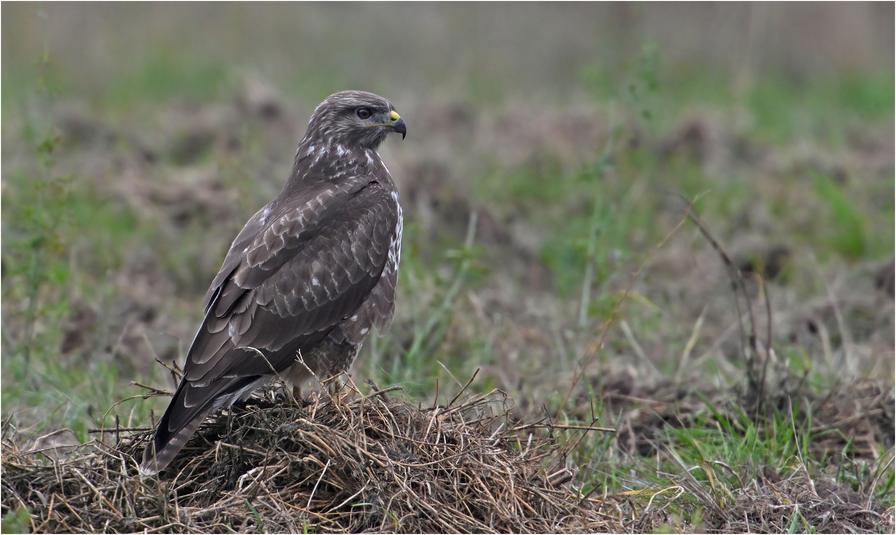 Mäusebussard