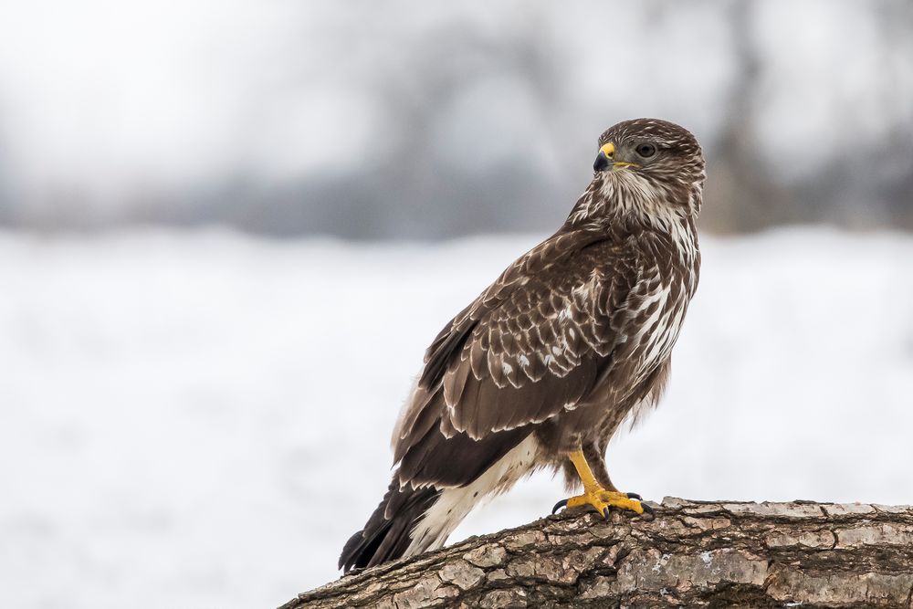 Mäusebussard