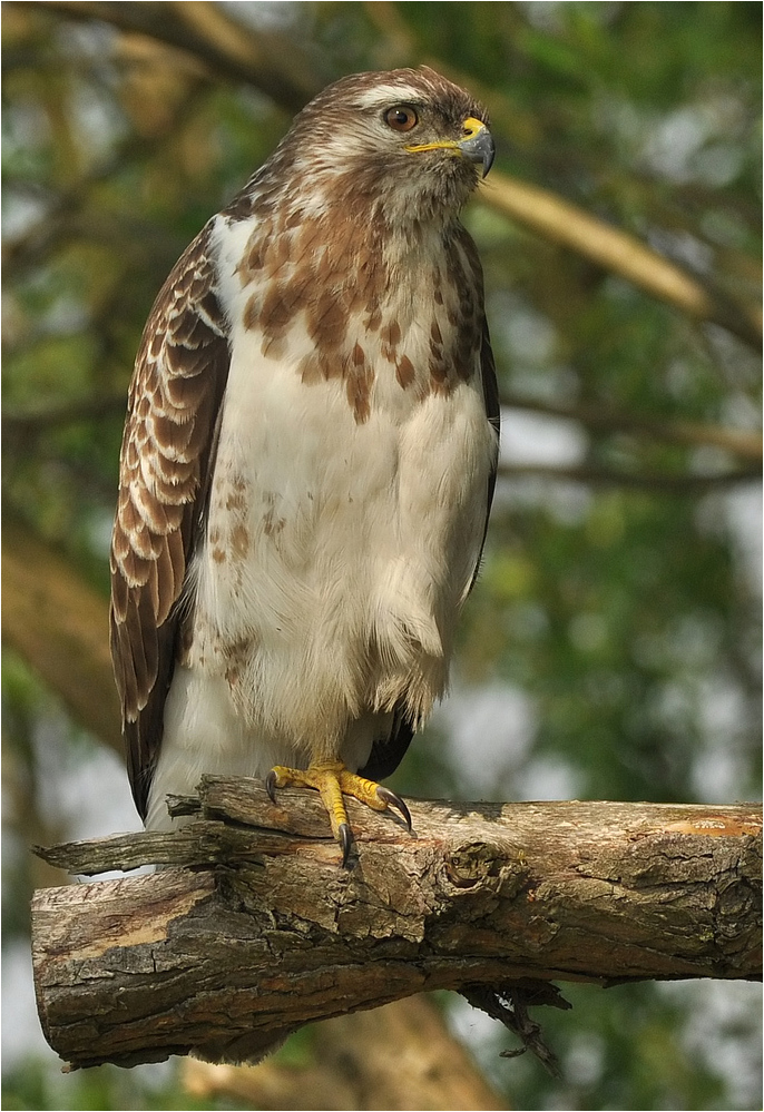 Mäusebussard