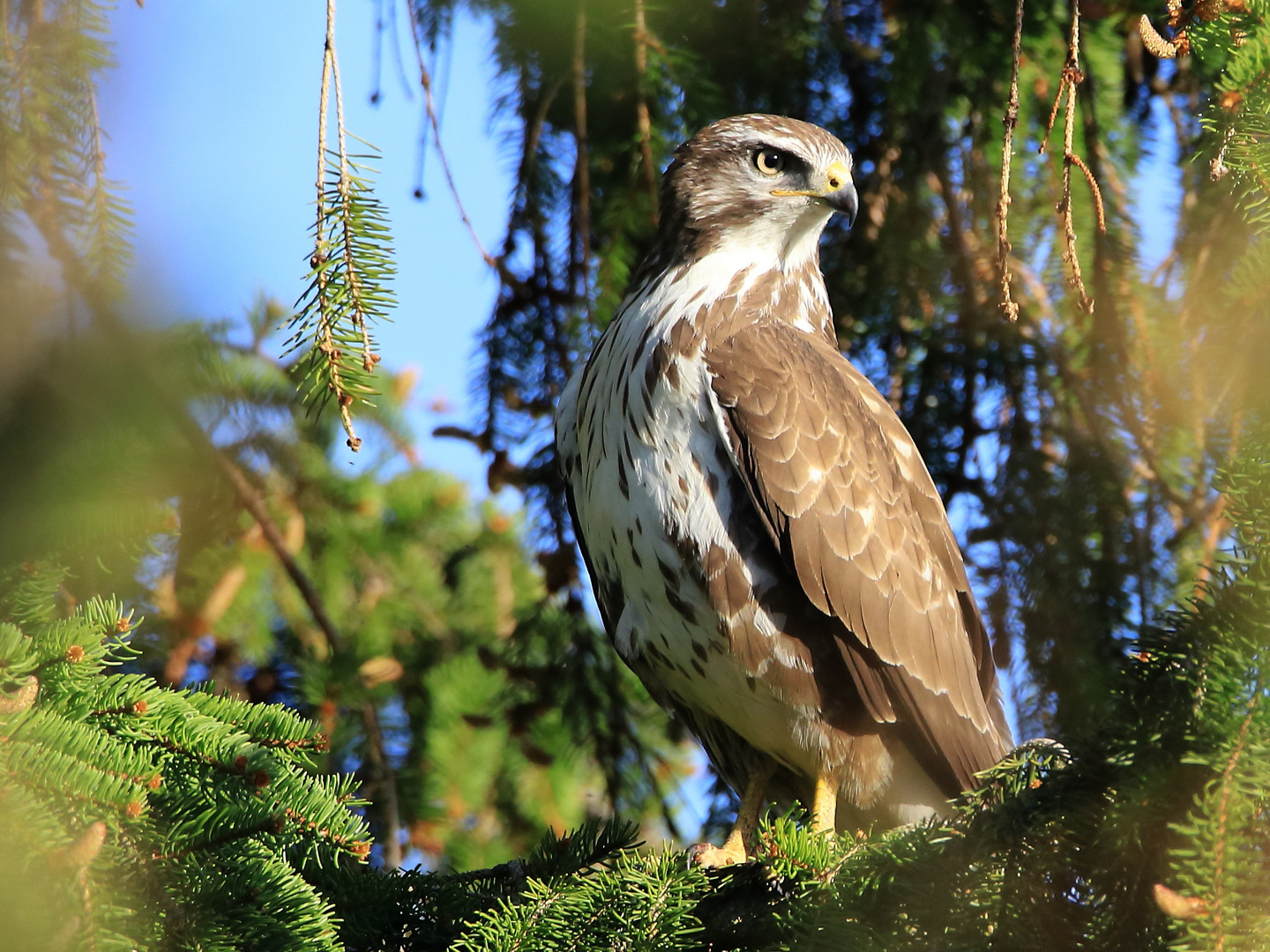 Mäusebussard