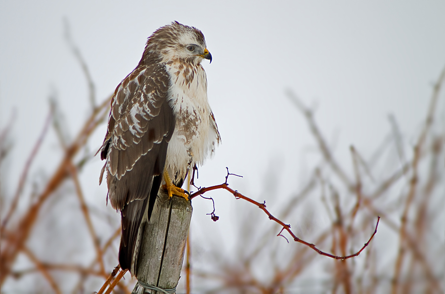 Mäusebussard