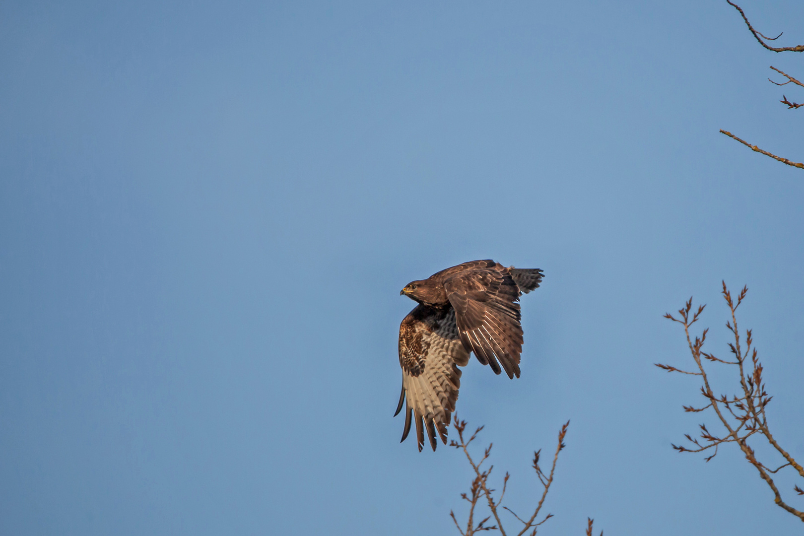 Mäusebussard