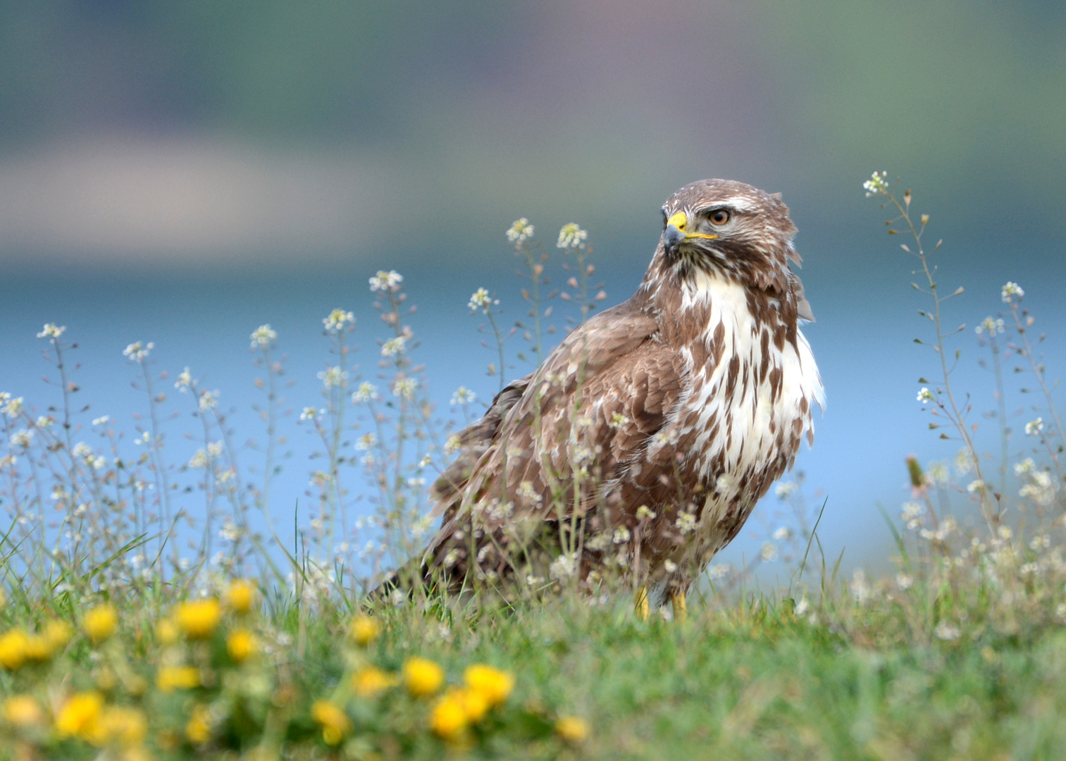 Mäusebussard