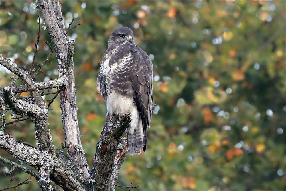 Mäusebussard