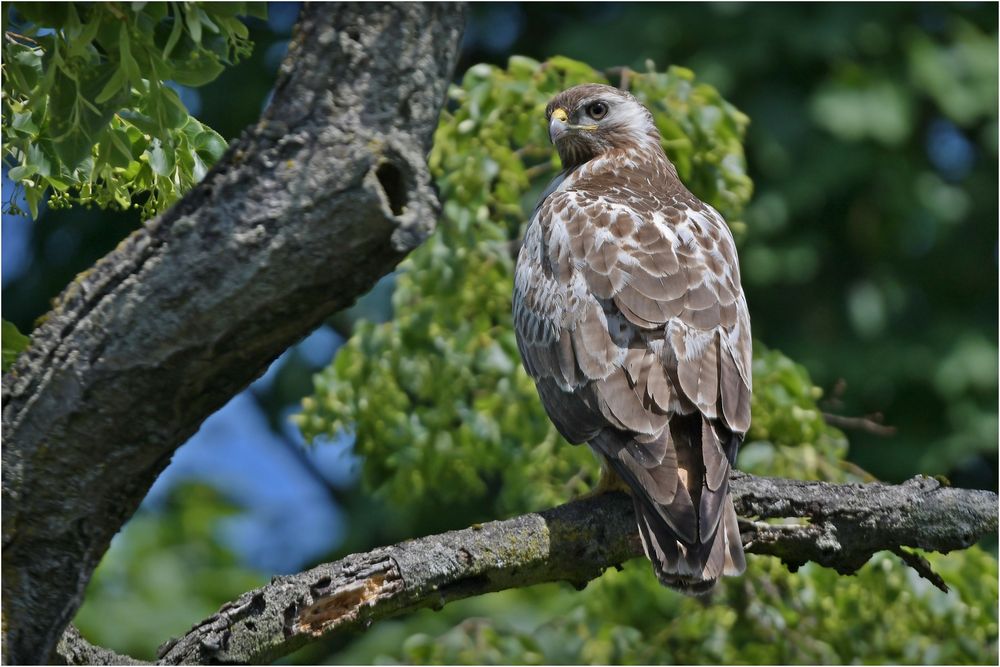 Mäusebussard