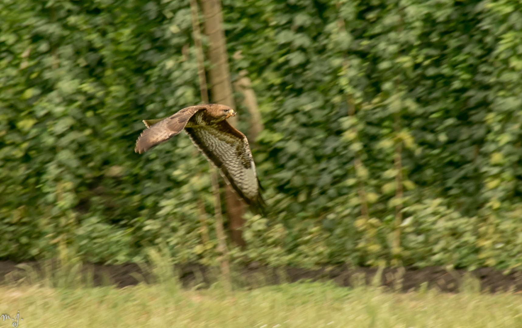 Mäusebussard