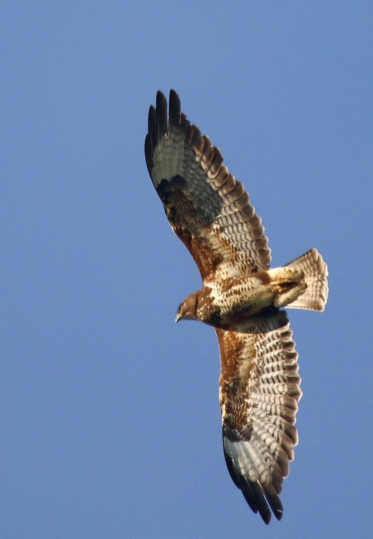 Mäusebussard