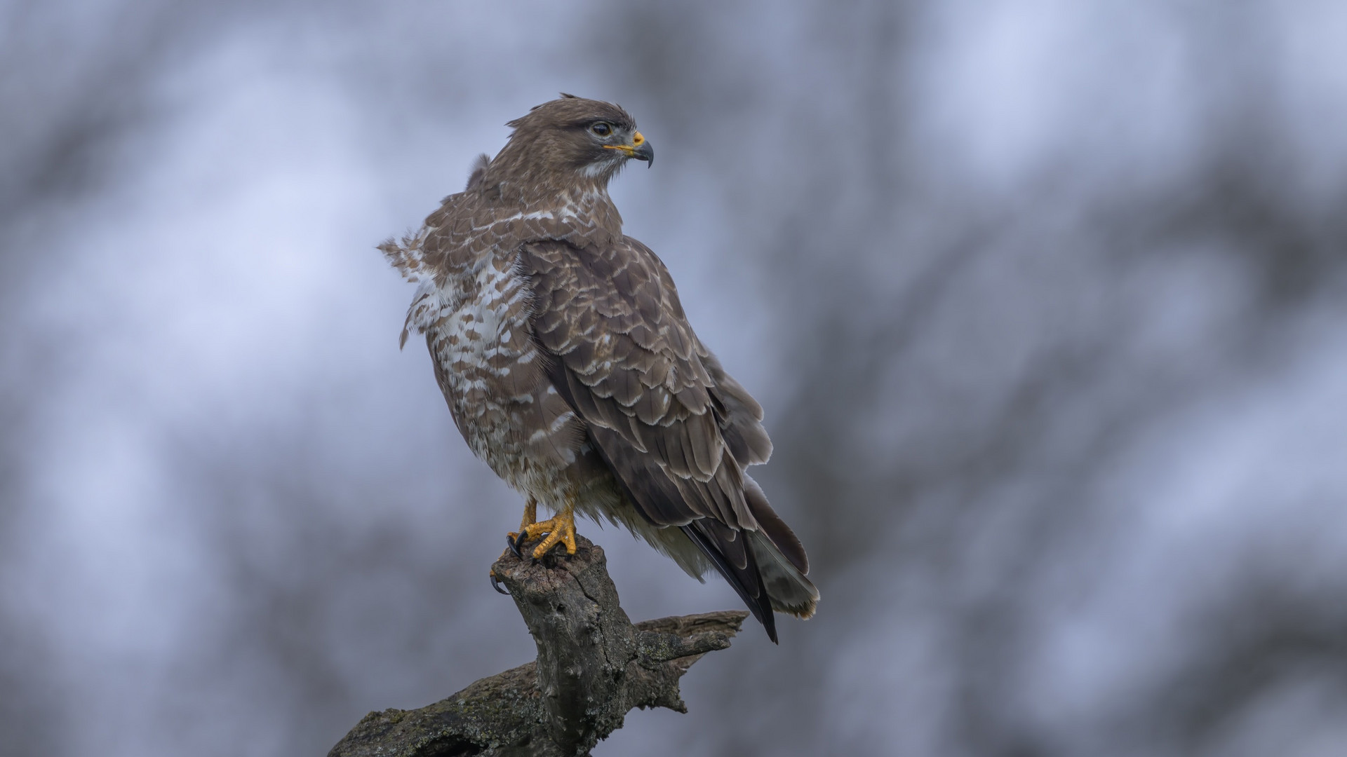 Mäusebussard