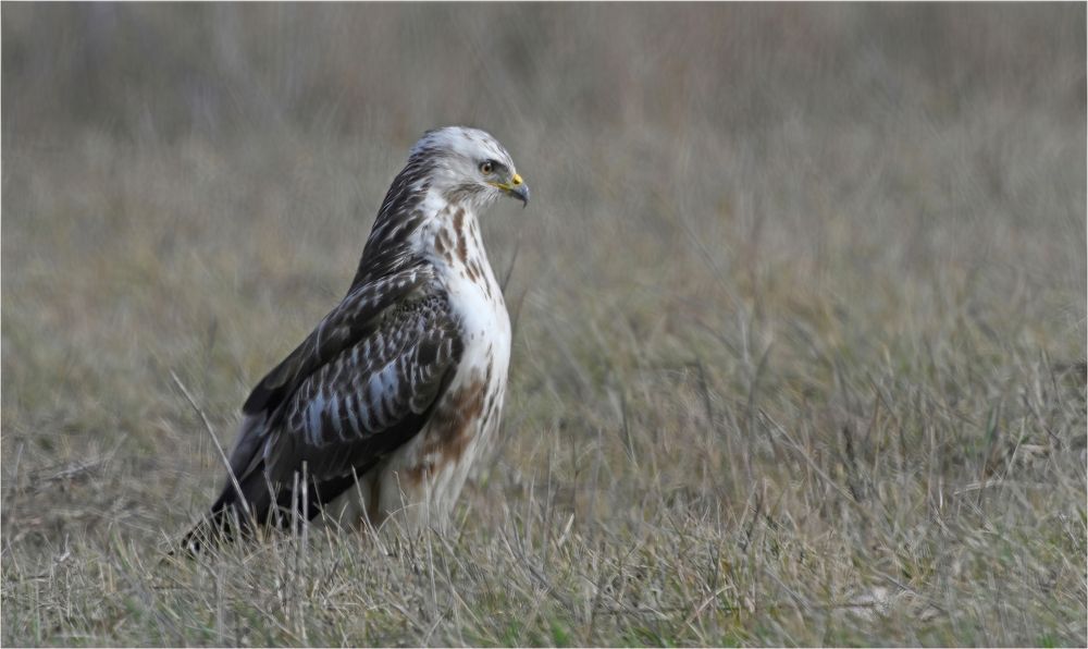 Mäusebussard