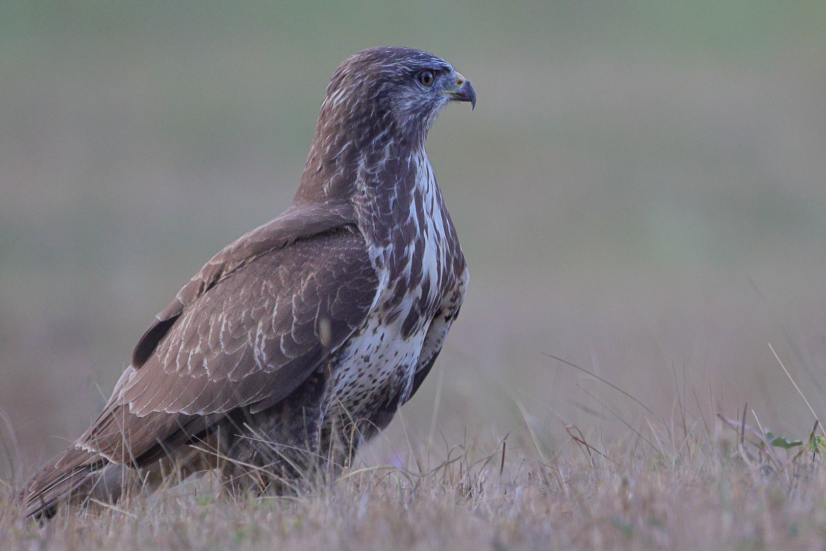 Mäusebussard