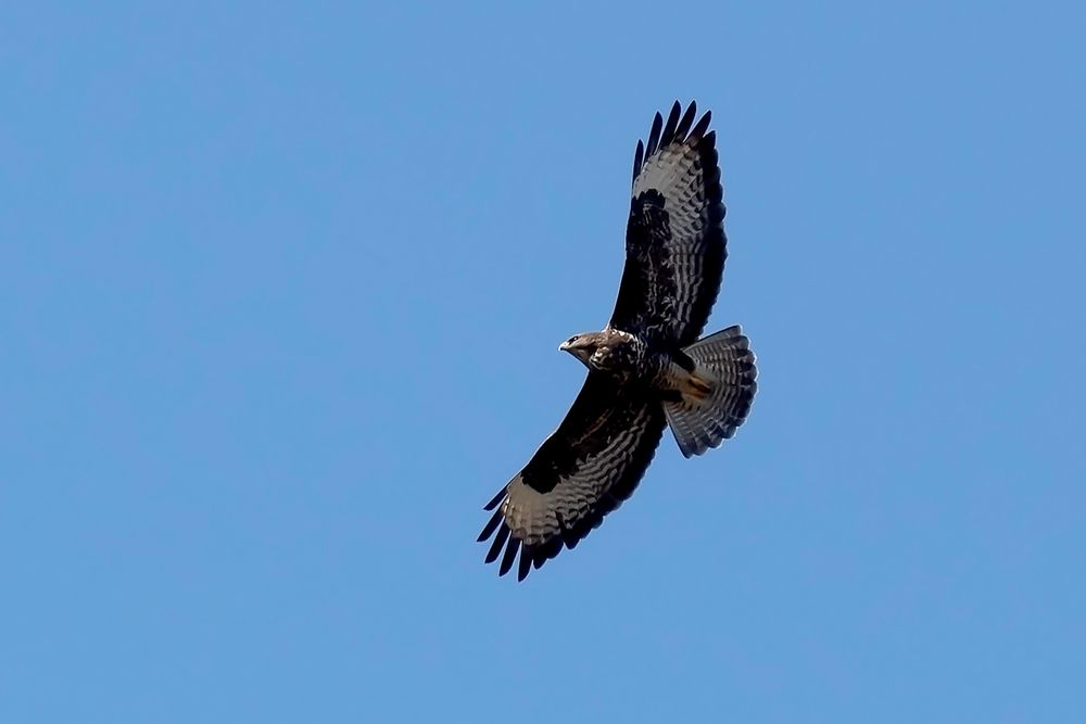 Mäusebussard