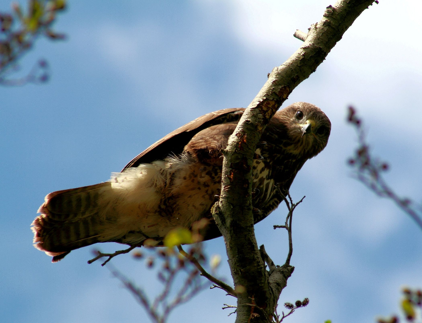 Mäusebussard