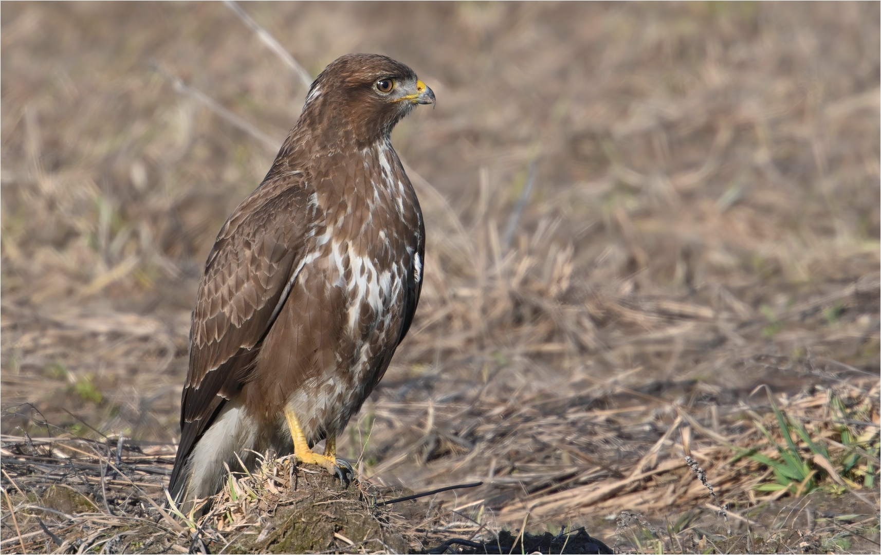 Mäusebussard