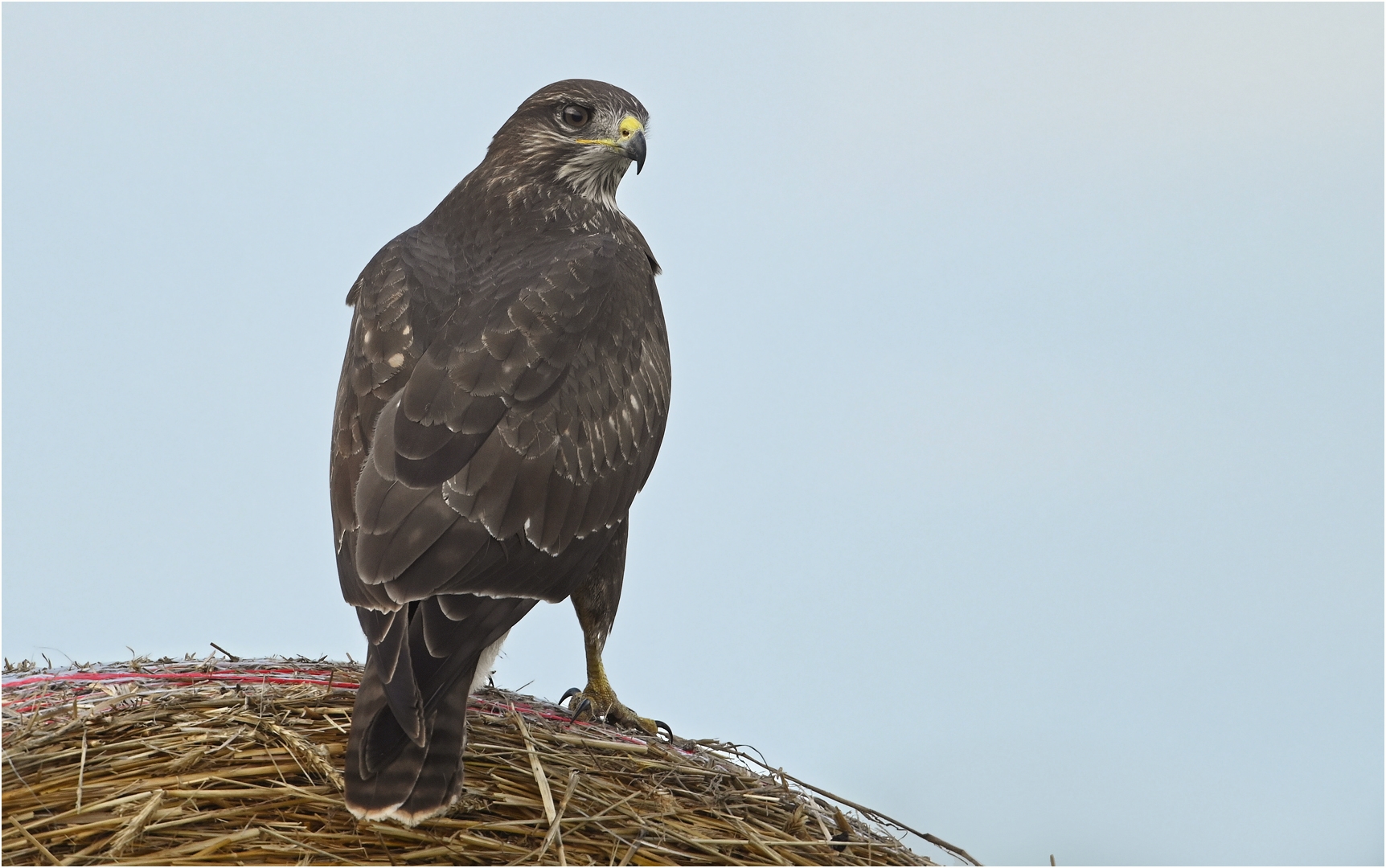 Mäusebussard