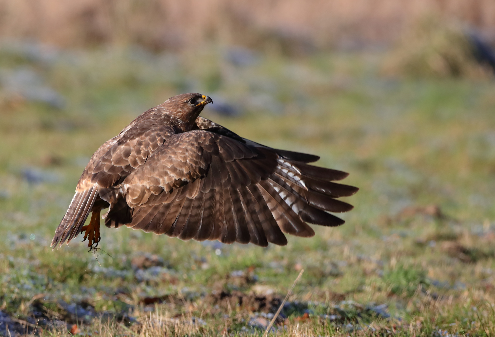 Mäusebussard