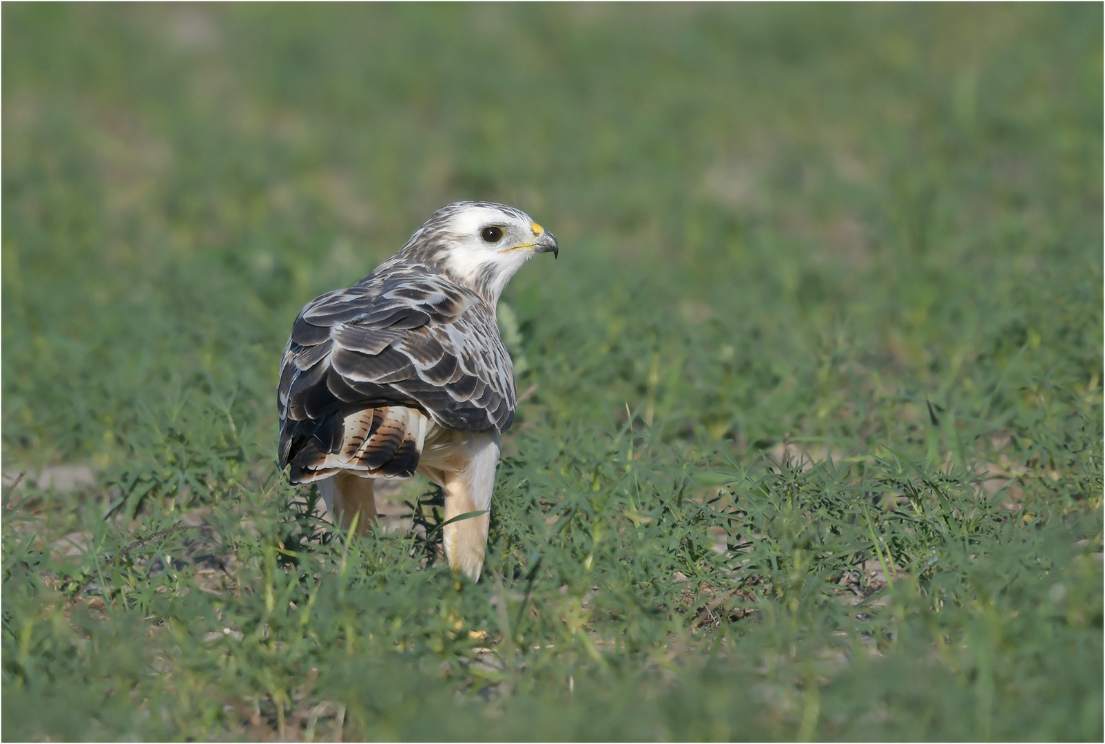 Mäusebussard