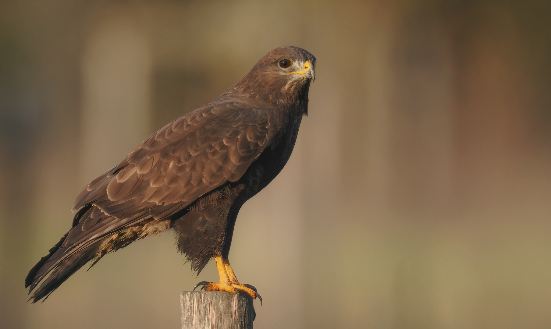 Mäusebussard